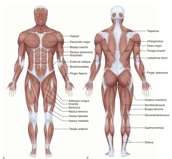 NSCA Exercise Science Foundations