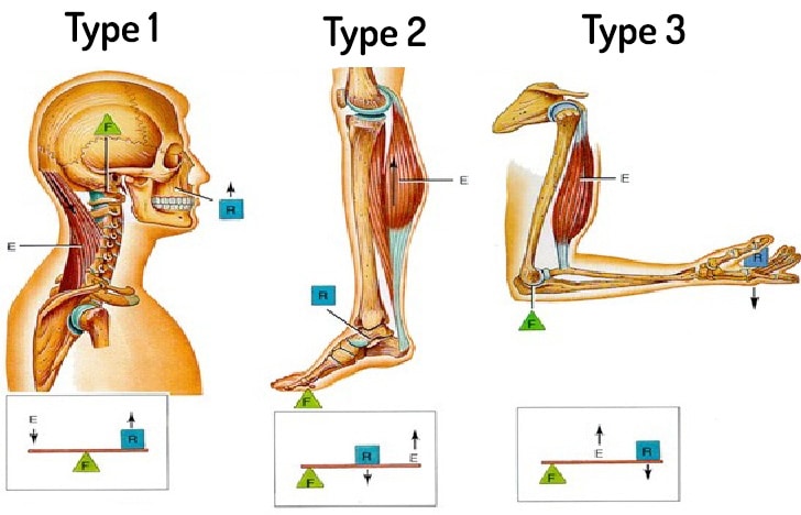 NASM 6th Edition chapter 5 - Human Movement Science 8