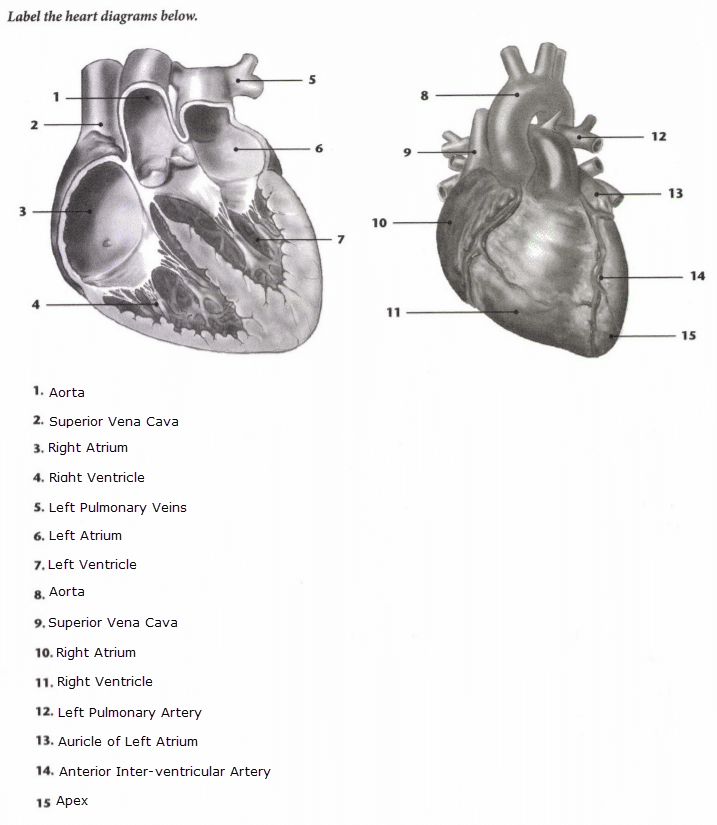 ISSA Unit 2 - Basic anatomy and physiology 7