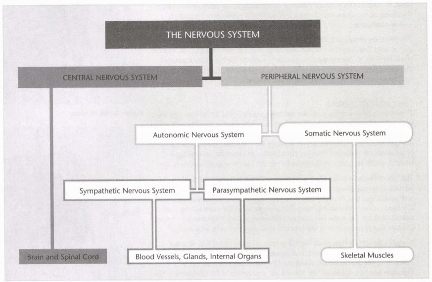 ISSA Unit 2 - Basic anatomy and physiology 8