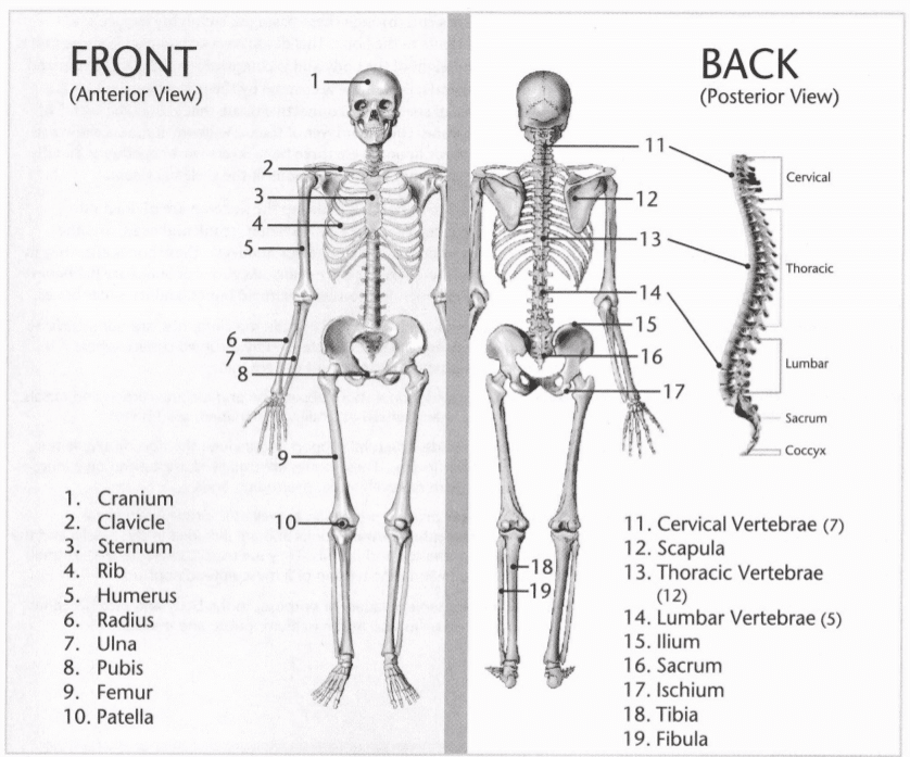 ISSA Unit 3 - Musculoskeletal anatomy and physiology 25