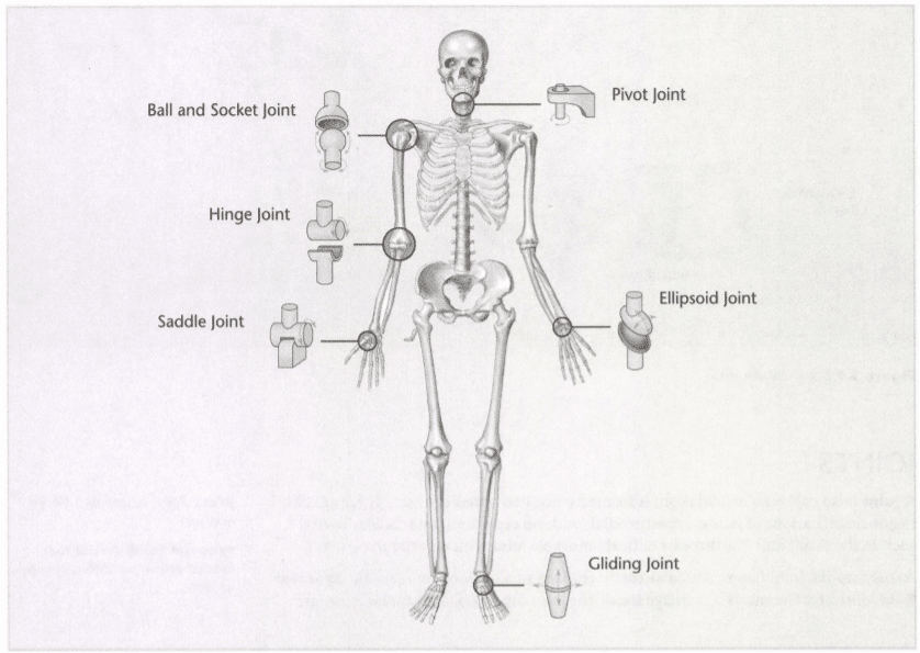 ISSA Unit 3 - Musculoskeletal anatomy and physiology 26