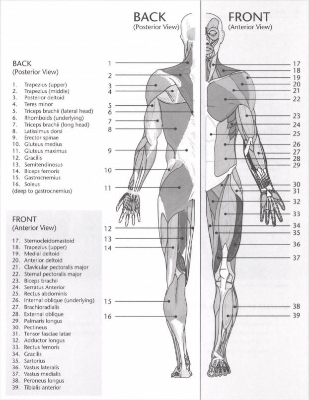 ISSA Unit 3 - Musculoskeletal anatomy and physiology 28