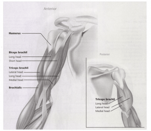 ISSA Unit 3 - Musculoskeletal anatomy and physiology 29