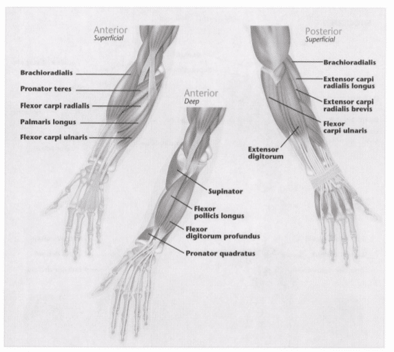 ISSA Unit 3 - Musculoskeletal anatomy and physiology 30