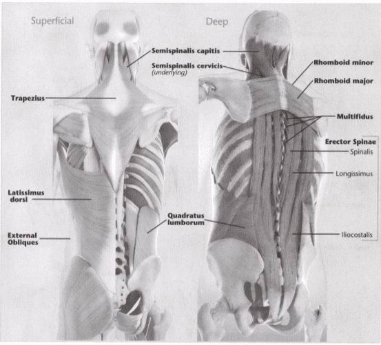 ISSA Unit 3 - Musculoskeletal anatomy and physiology 31