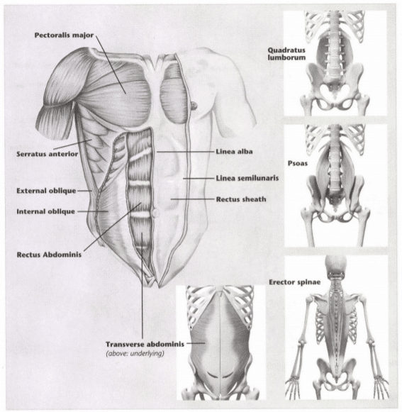 ISSA Unit 3 - Musculoskeletal anatomy and physiology 32