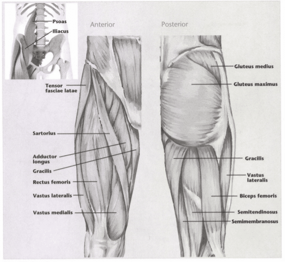 ISSA Unit 3 - Musculoskeletal anatomy and physiology 33