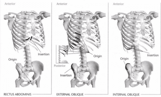 ISSA Unit 3 - Musculoskeletal anatomy and physiology 34