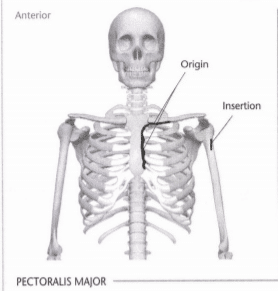 ISSA Unit 3 - Musculoskeletal anatomy and physiology 36