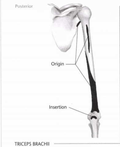 ISSA Unit 3 - Musculoskeletal anatomy and physiology 35