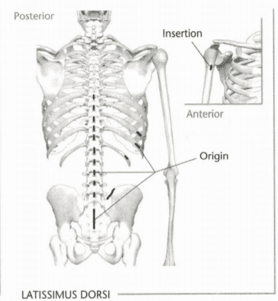 ISSA Unit 3 - Musculoskeletal anatomy and physiology 37