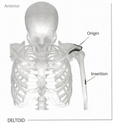 ISSA Unit 3 - Musculoskeletal anatomy and physiology 38