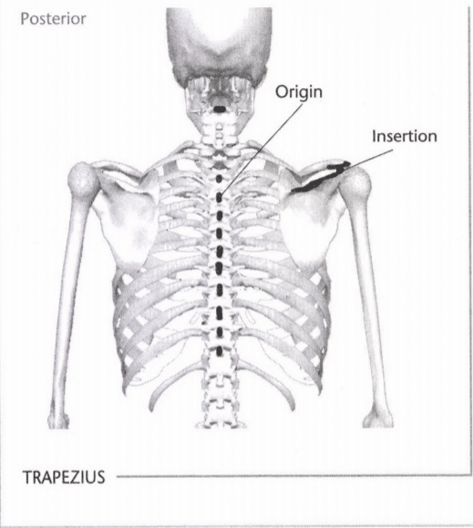 ISSA Unit 3 - Musculoskeletal anatomy and physiology 39