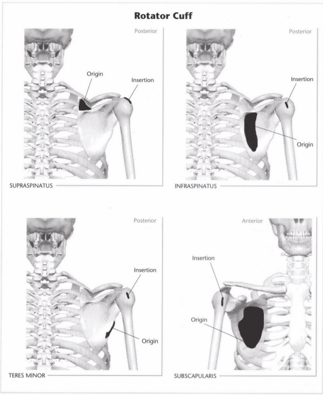 ISSA Unit 3 - Musculoskeletal anatomy and physiology 40