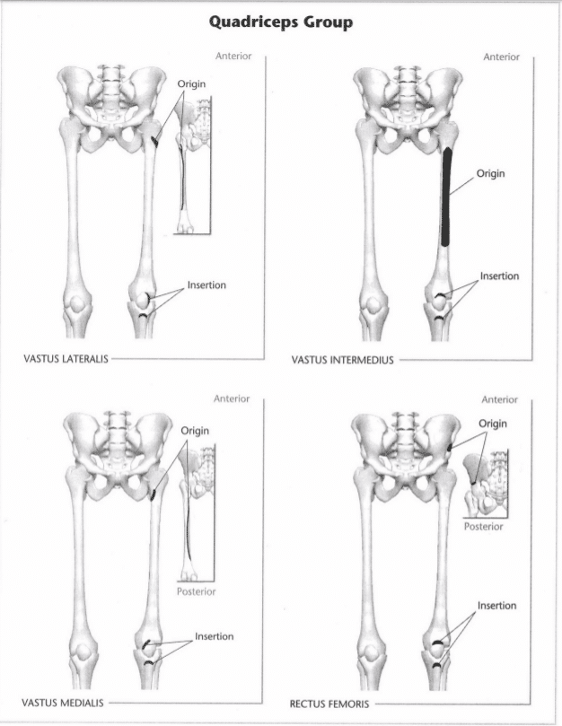 ISSA Unit 3 - Musculoskeletal anatomy and physiology 41