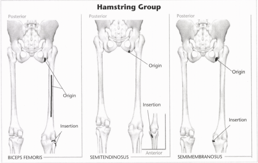 ISSA Unit 3 - Musculoskeletal anatomy and physiology 42