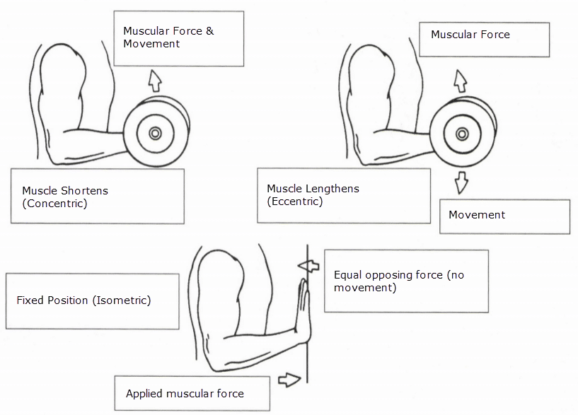 ISSA Unit 4 - Kinesiology of exercise 6