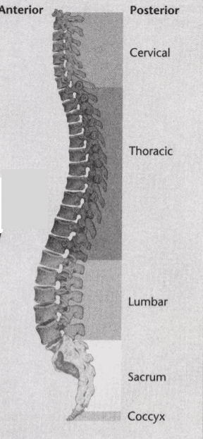 ISSA Unit 6 - Musculoskeletal deviations 9