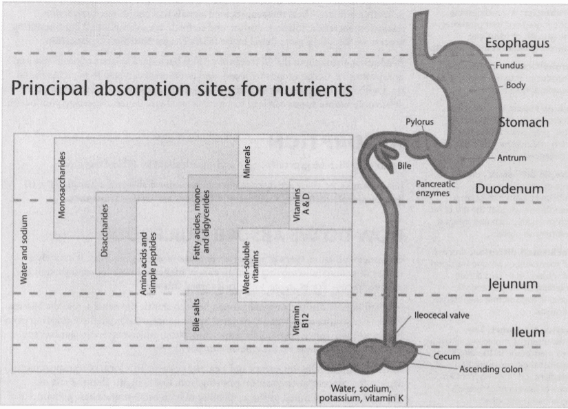 ISSA Unit 18 - Nutritional psychology 6