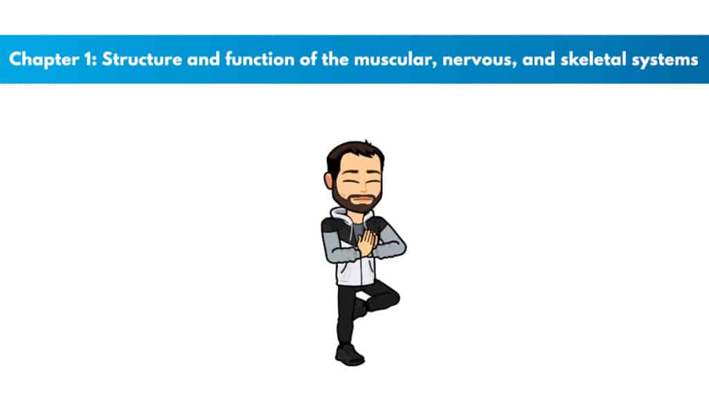 NSCA CPT Chapter 1 - Structure and function of the muscular, nervous, and skeletal systems