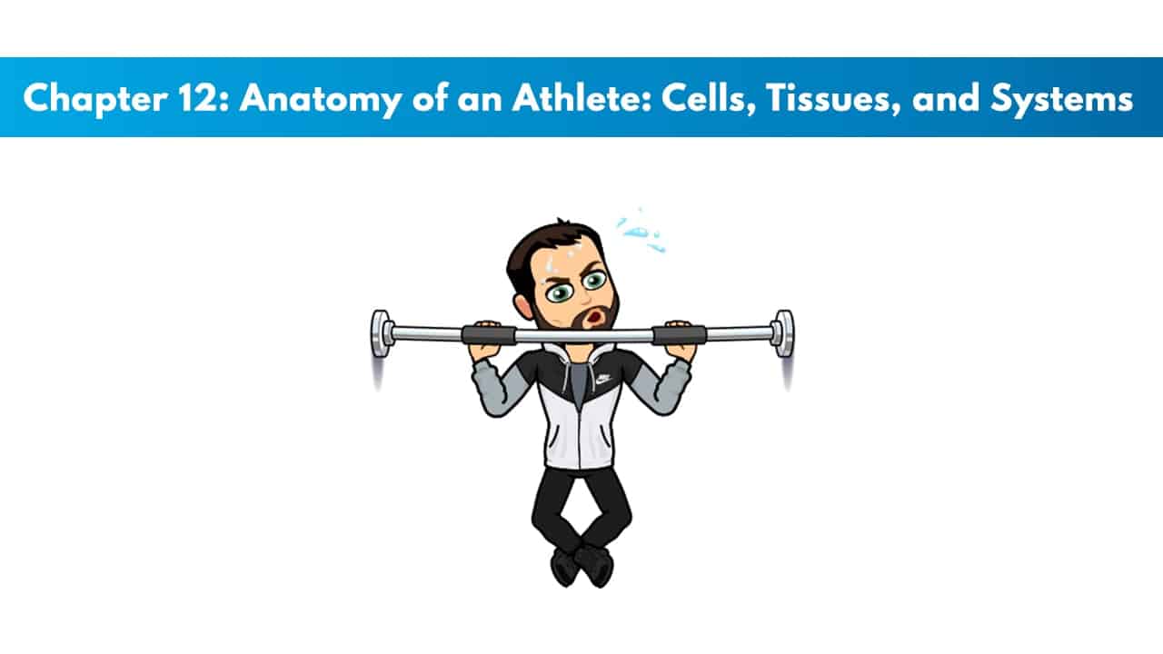 ISSA SN Chapter 12: Anatomy of an Athlete: Cells, Tissues, and Systems