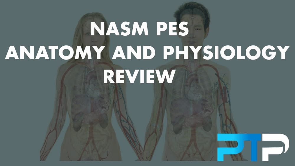 NASM PES Anatomy and Physiology Review