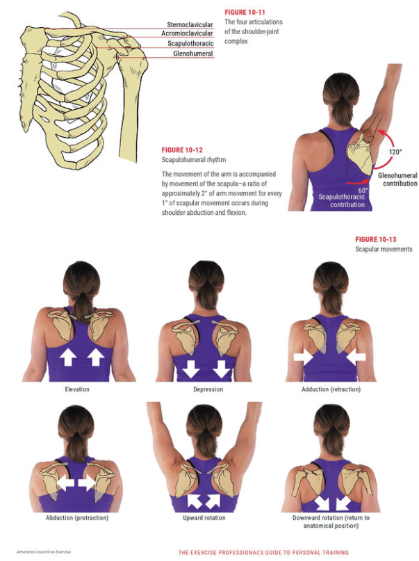 ace curriculum photos showing scapular movements