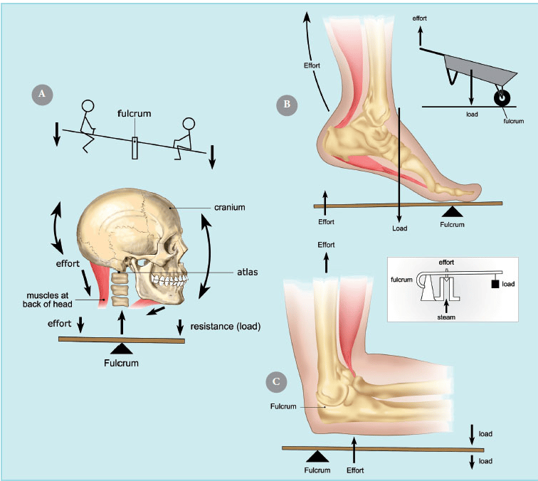 NCCPT personal trainer certification biomechanics diagram