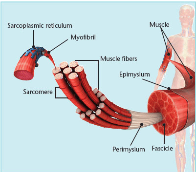 NCCPT review - Exercise Science coverage of muscle fiber cross section