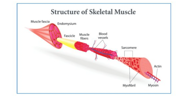 Exercise Science Foundations NCSF - the structure of skeletal muscle