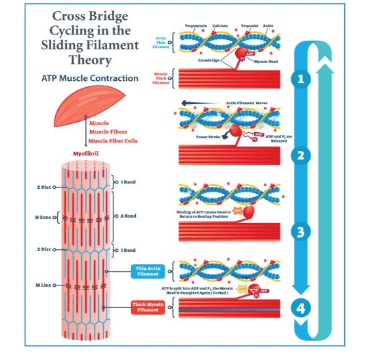 Exercise Science Foundations NCSF Sliding Filament Theory