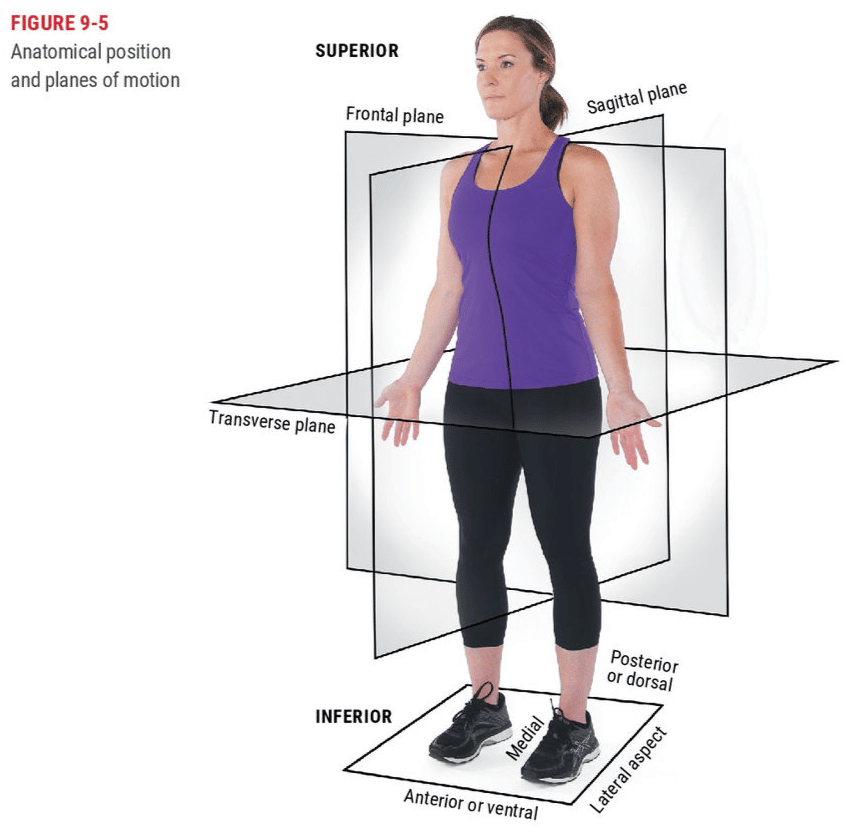 ace fitness certification anatomical position and planes of motion