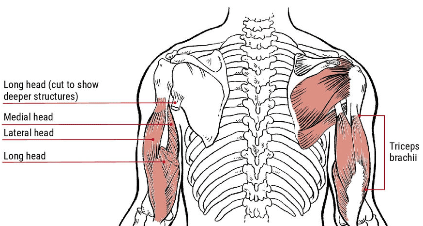 ace certified trainer content - muscular diagram showing upper body muscles