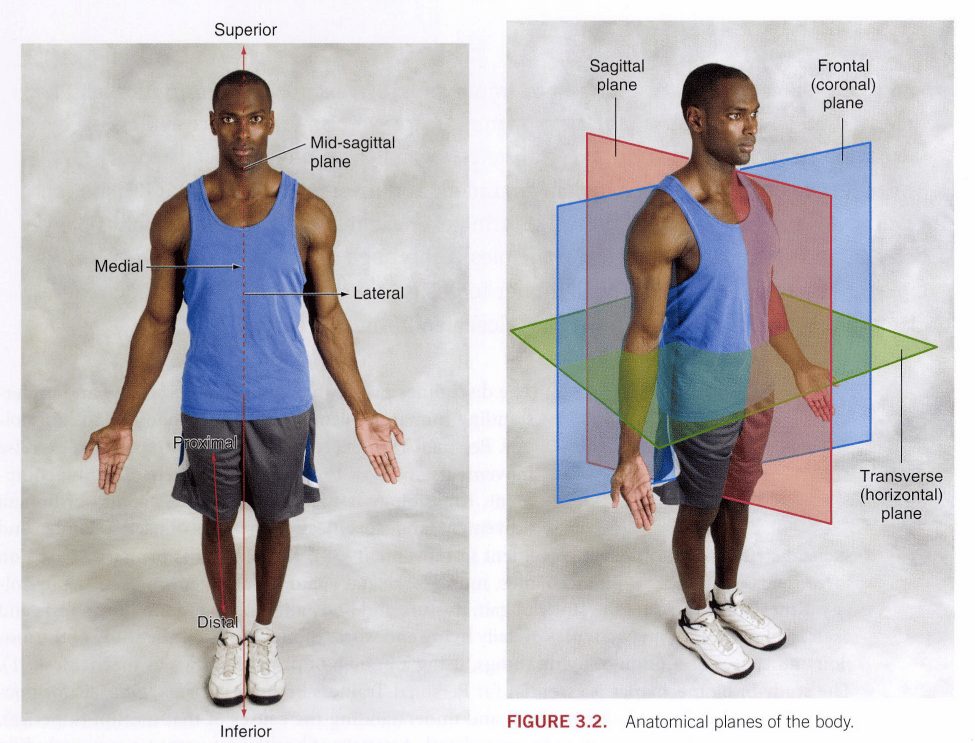 acsm certification review - planes of motion charts