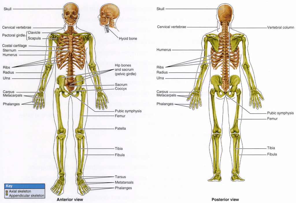 acsm cpt certification review - skeletal system diagram