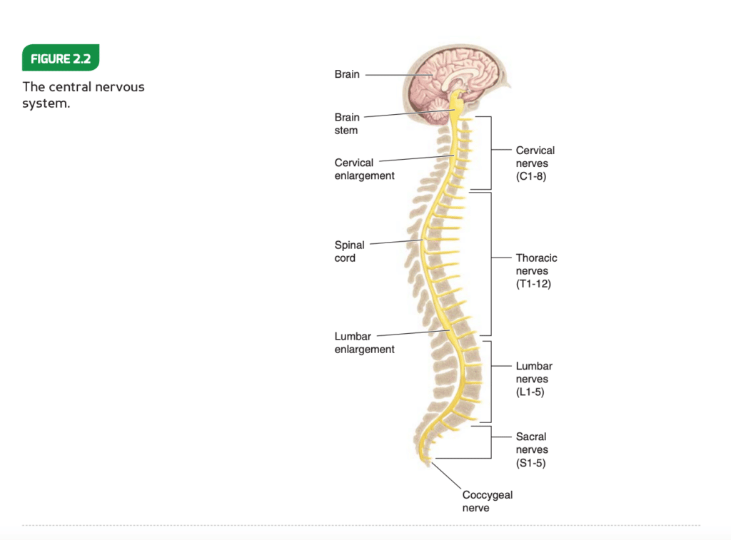 NASM Review 2023 central nervous system diagram.