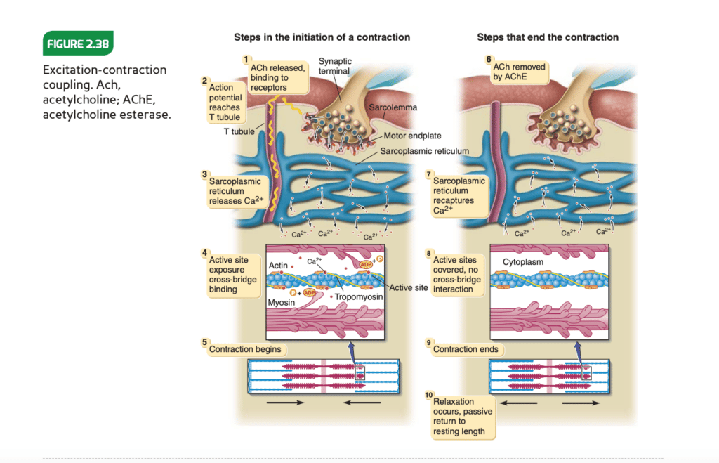 NASM CPT review - phases of muscle contraction diagram