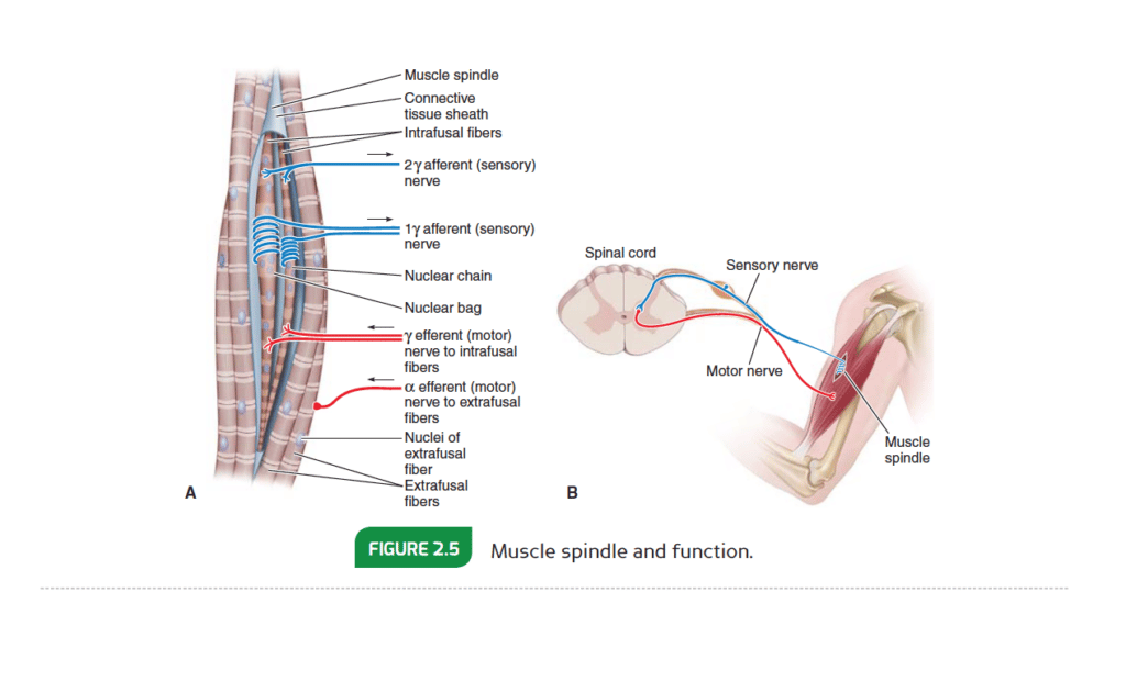 NASM textbook includes corresponding charts and infographics