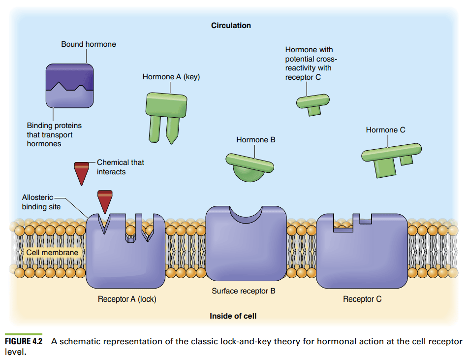 cscs certification review hormone diagram