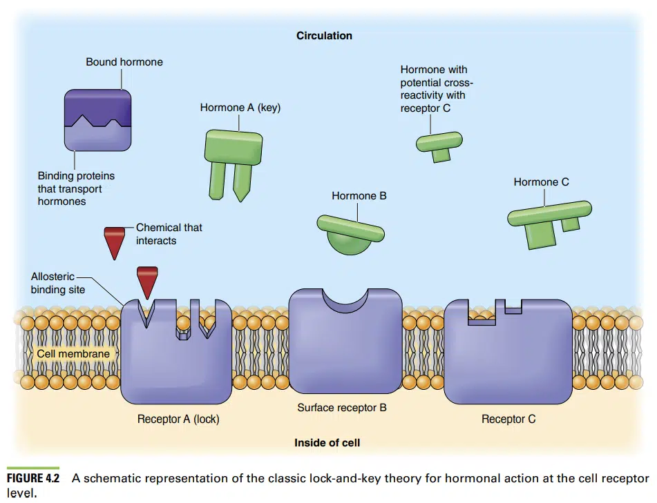 CSCS Certification Exam Review (2023) - CSCS Cost vs Value 15 cscs certification review hormone diagram