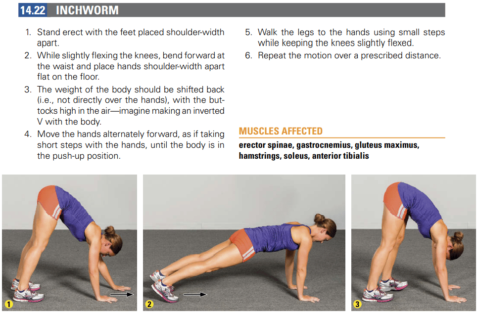 nsca cscs inchworm stretch