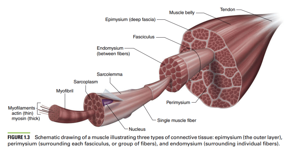 CSCS certification curriculum diagram of muscle tissue diagram