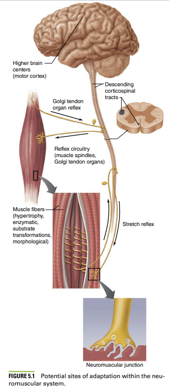 cscs strength and conditioning review anaerobic adaptations to resistance training