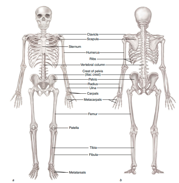 cscs certification content coverage. NSCA cscs textbook skeletal system diagram.