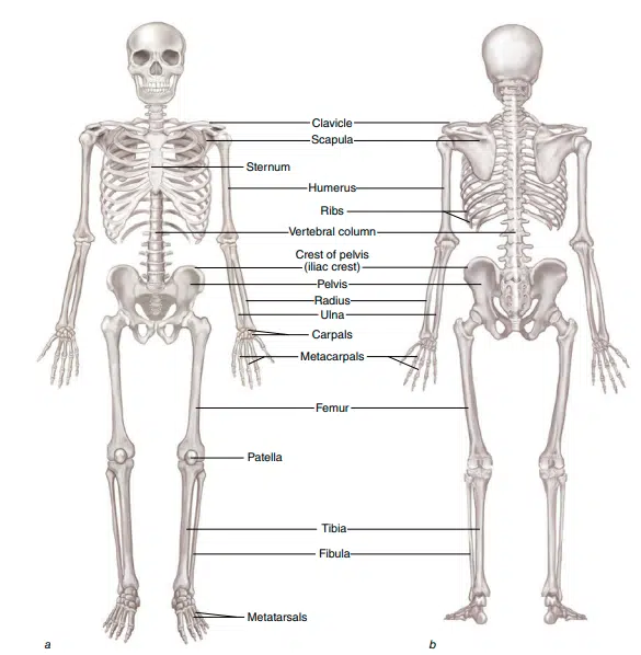 CSCS Certification Exam Review (2023) - CSCS Cost vs Value 13 cscs certification content coverage. NSCA cscs textbook skeletal system diagram.