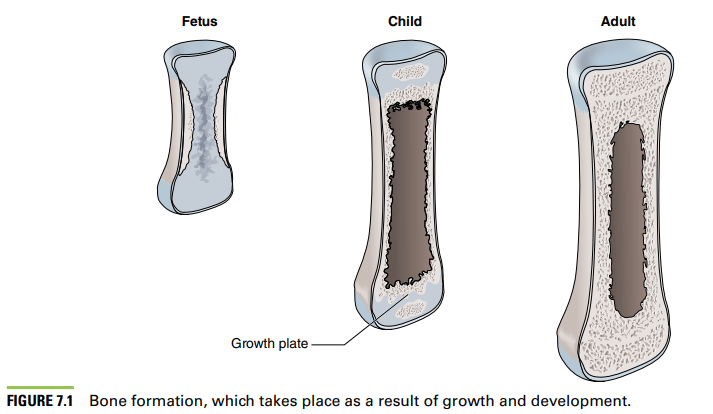 nsca cscs content review youth bone formation