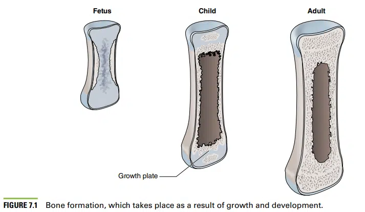 CSCS Certification Exam Review (2023) - CSCS Cost vs Value 17 nsca cscs content review youth bone formation