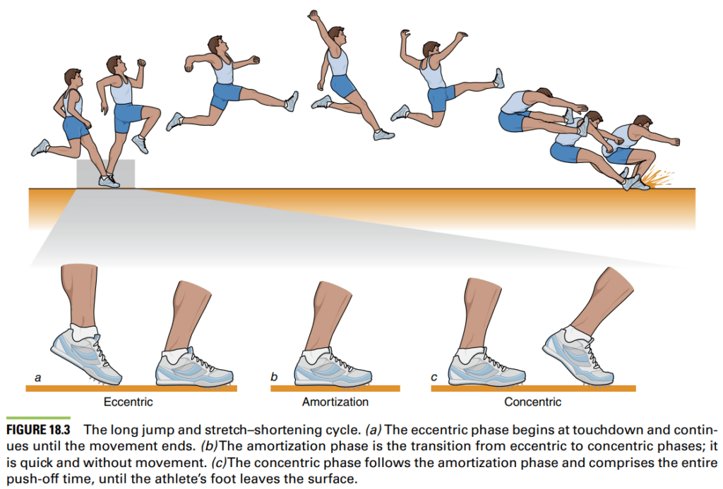 cscs plyometric stretch shortening cycle long jump diagram