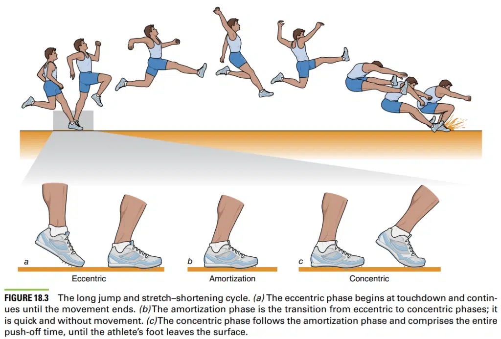 CSCS Certification Exam Review (2023) - CSCS Cost vs Value 31 cscs plyometric stretch shortening cycle long jump diagram